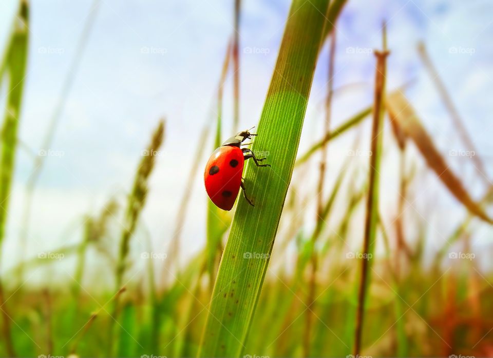 Ladybug