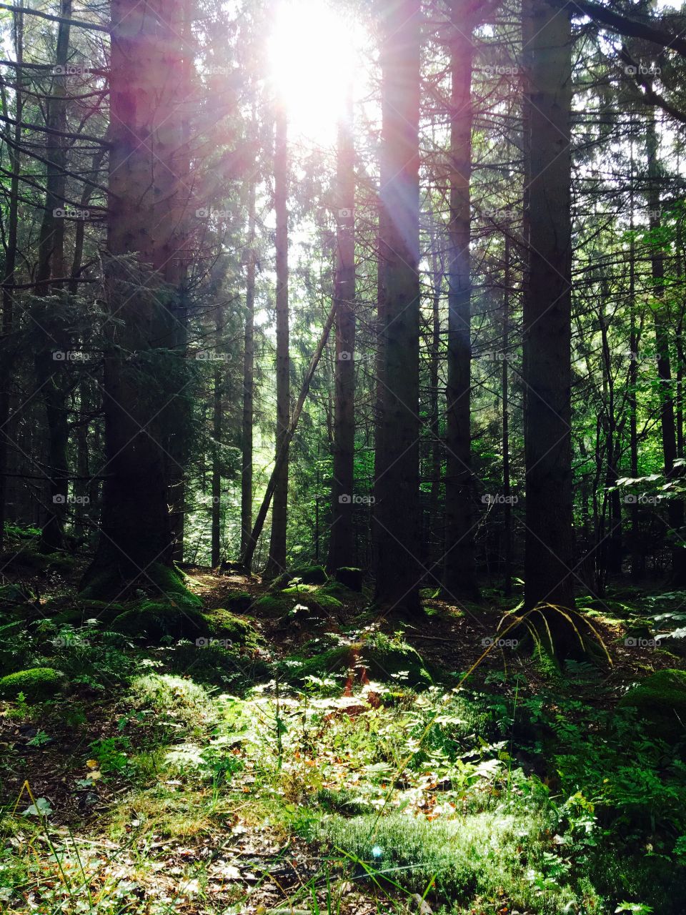 Sun rays streaming through forest