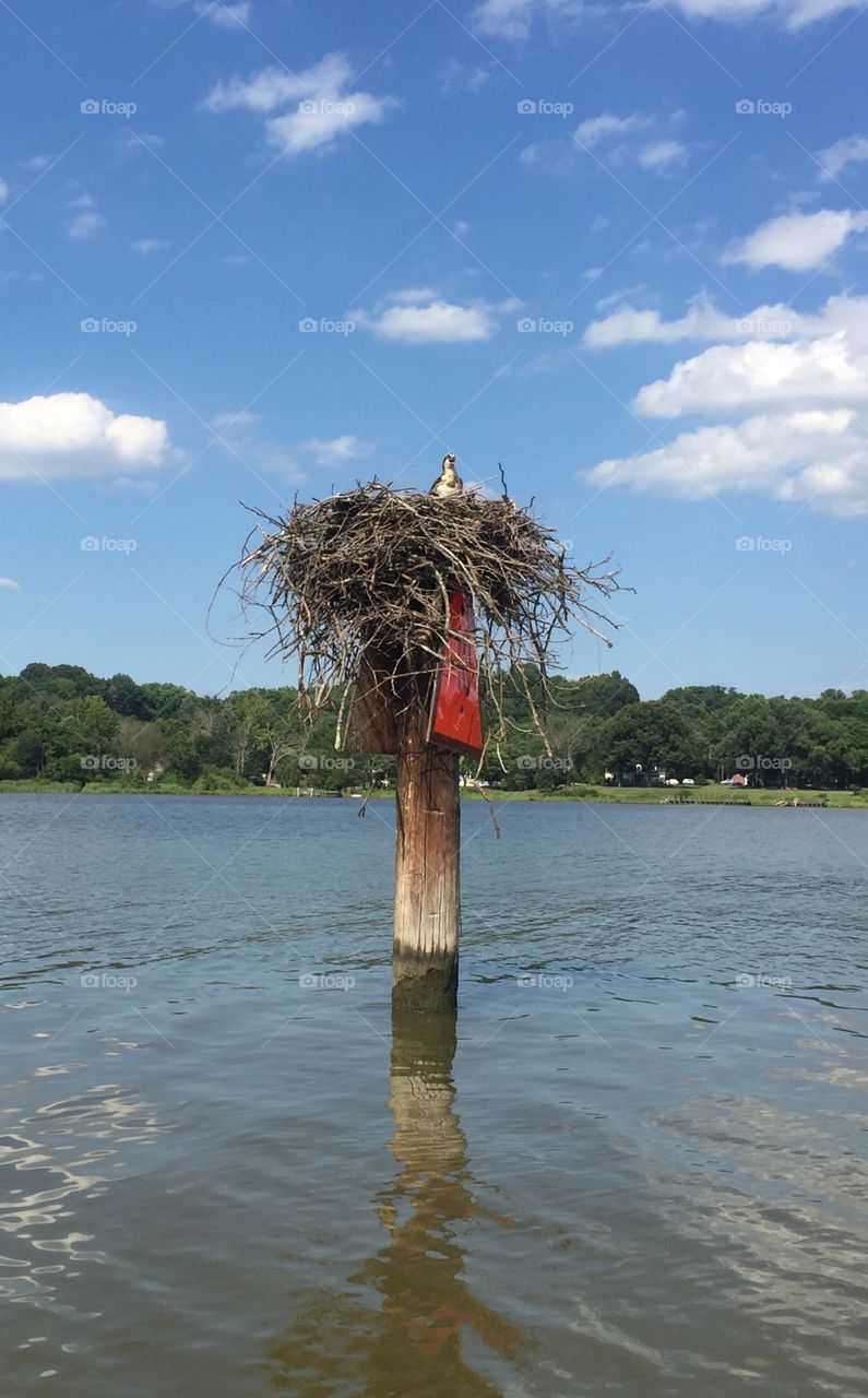 Osprey in nest on the river