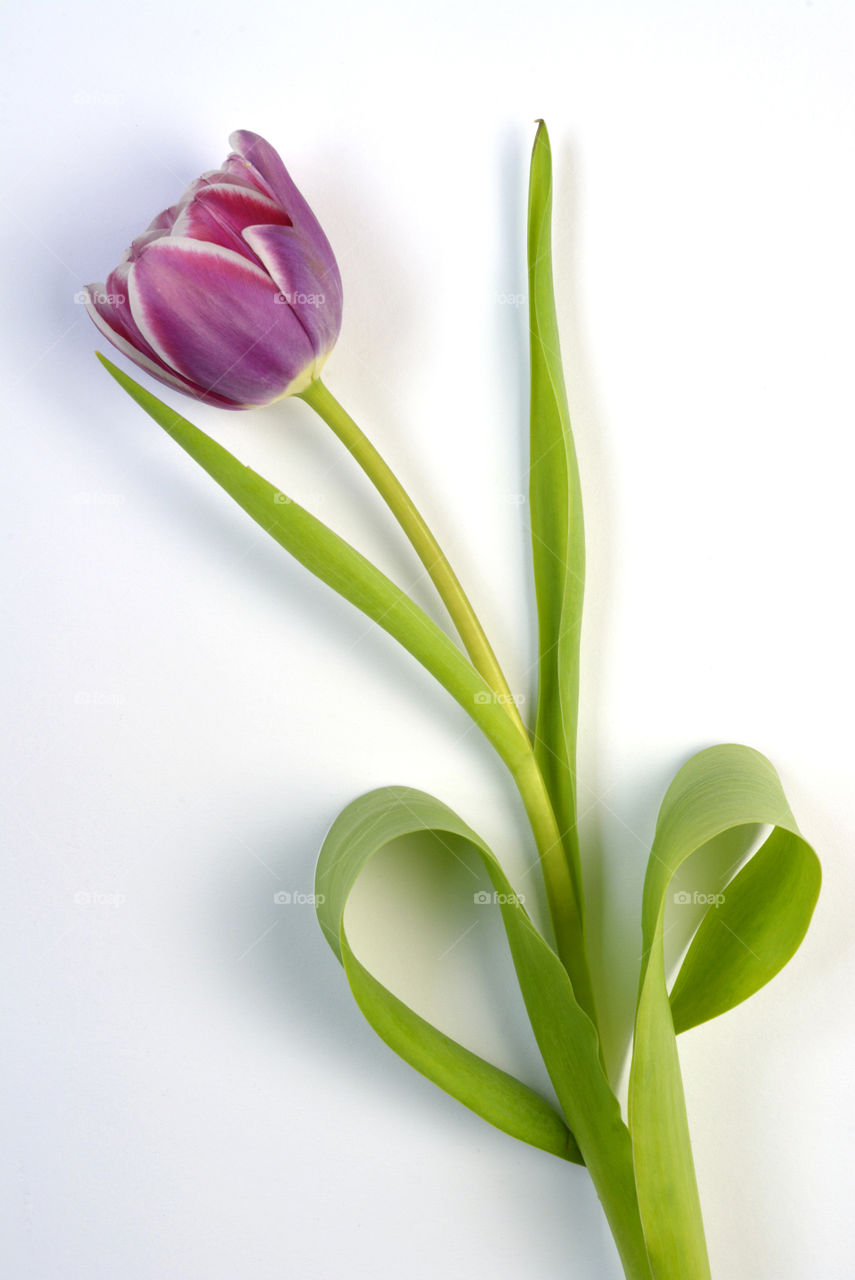 purple tulip on a empty white background with heart shape leaves