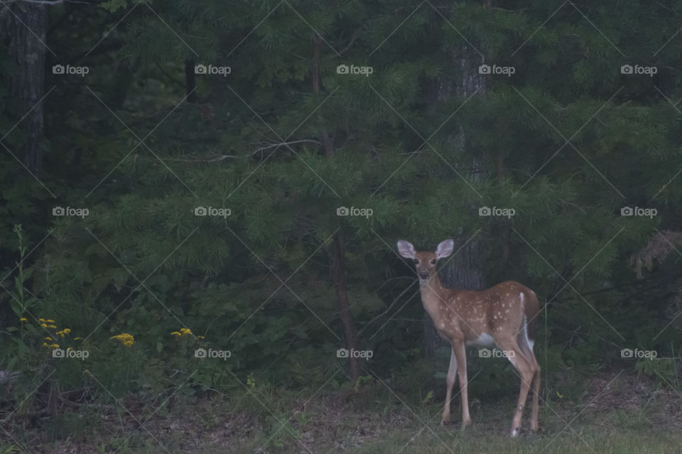 Fawn sneaking to the woods