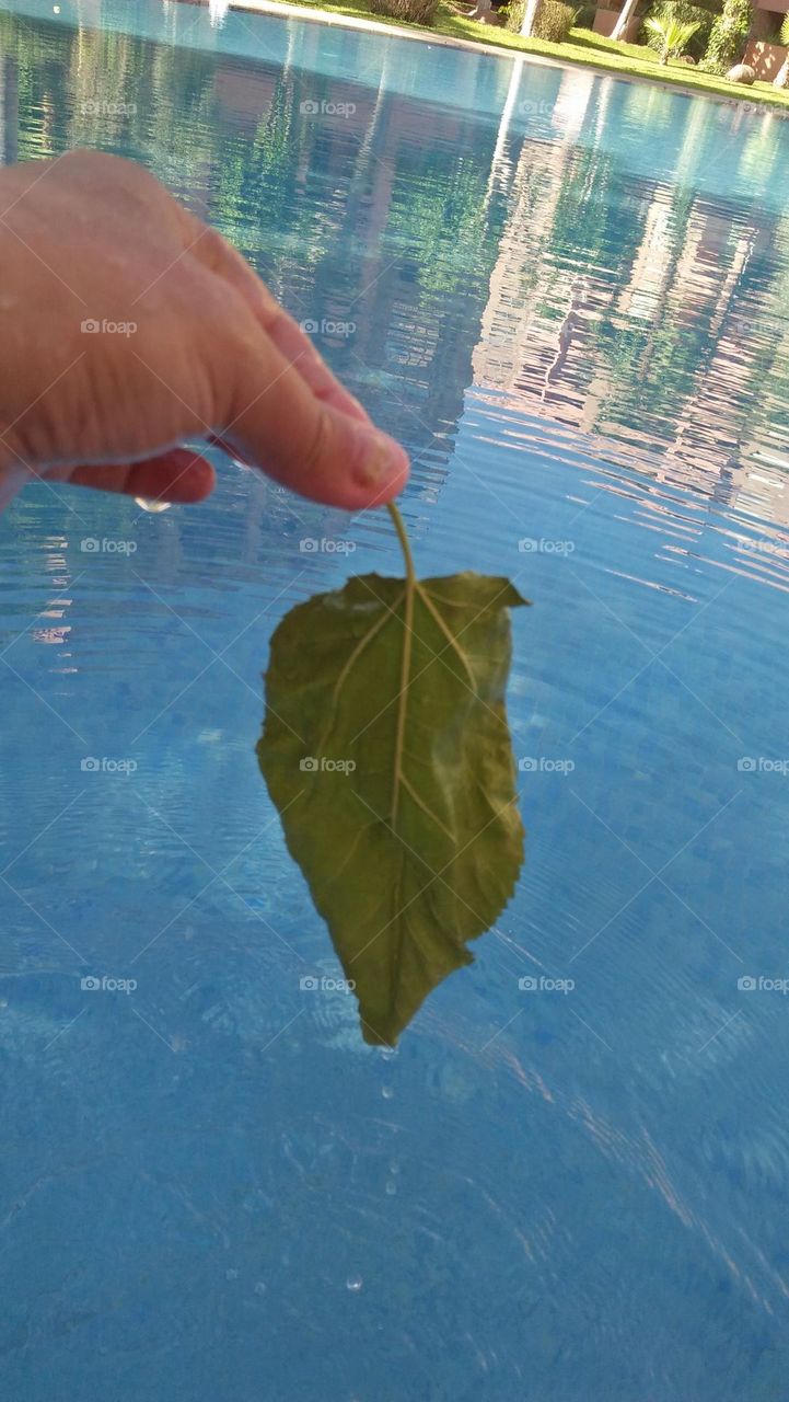 Beautiful green leaf in hand.