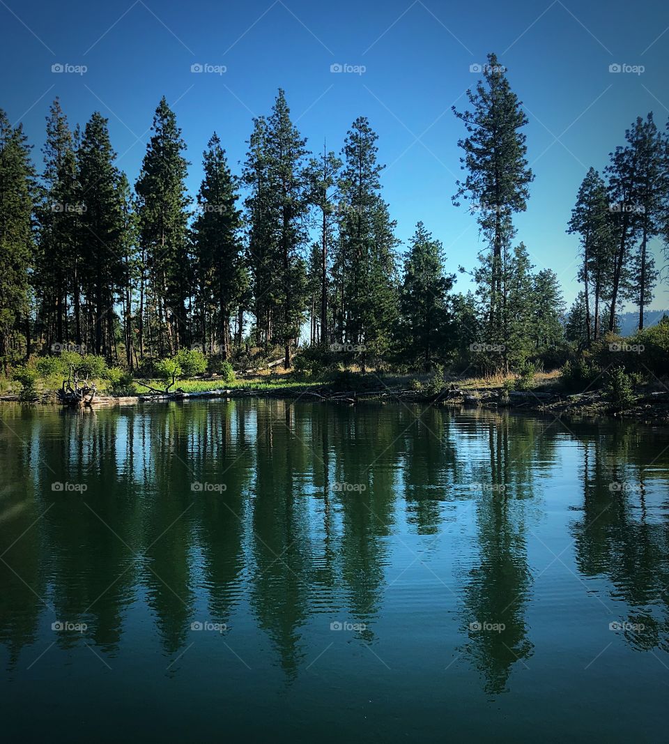 Tree reflection on lake Roosevelt 
