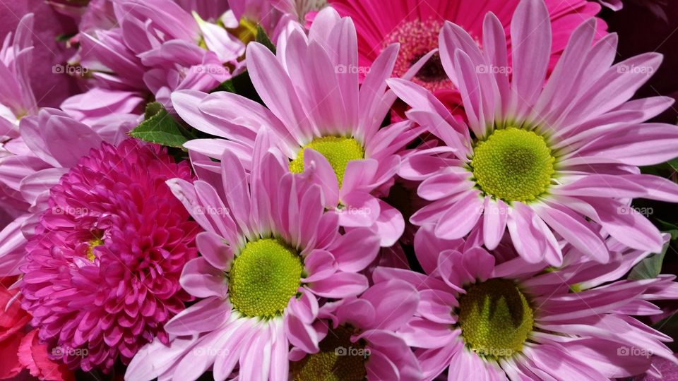 Close-up of pink flowers