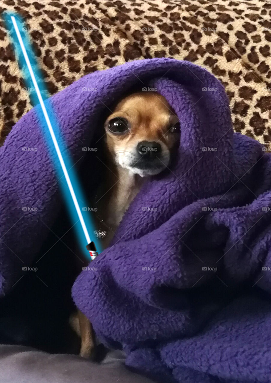 Wuffi Wan Kenobi