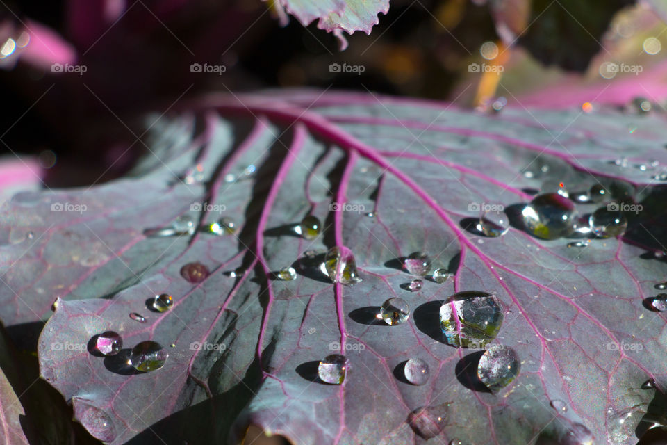 Water drop on the leaf