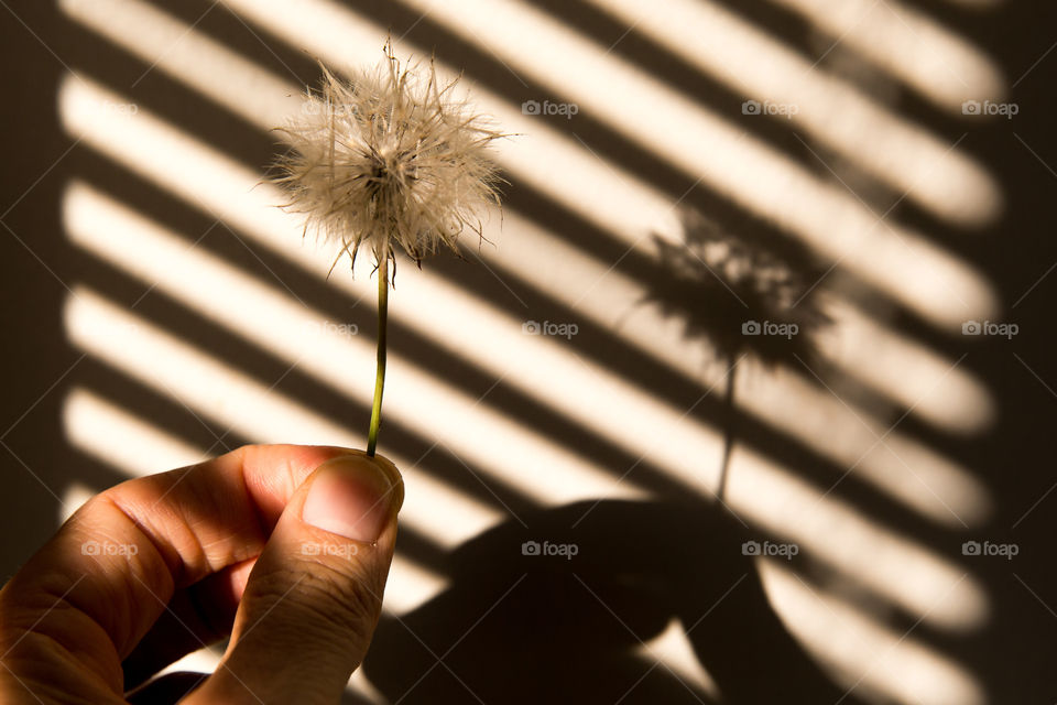 Hand holding dandelion flower with strong shadow lines from the window.