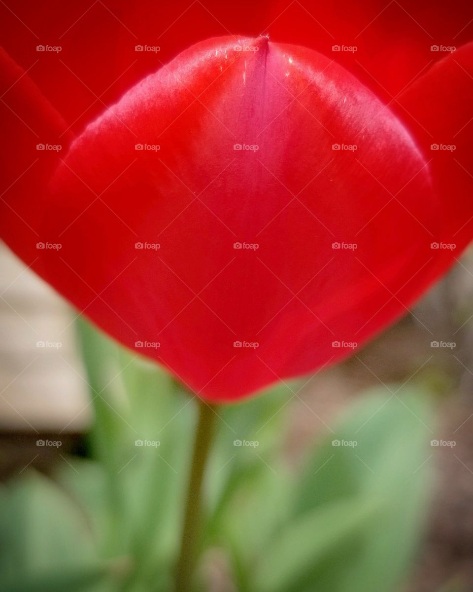 spring is beautiful with a red tulip bright and amazing, this can help lift your spirits. please take some time to see any beauty that is all around you. everyone is beautiful, smart, amazing, wonderful and very important on this awesome earth.