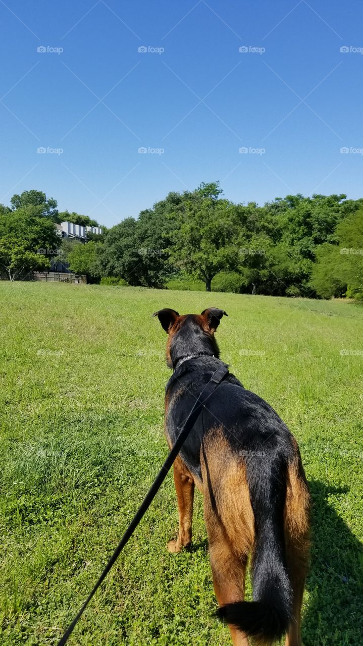 beautiful dog looking into the distance