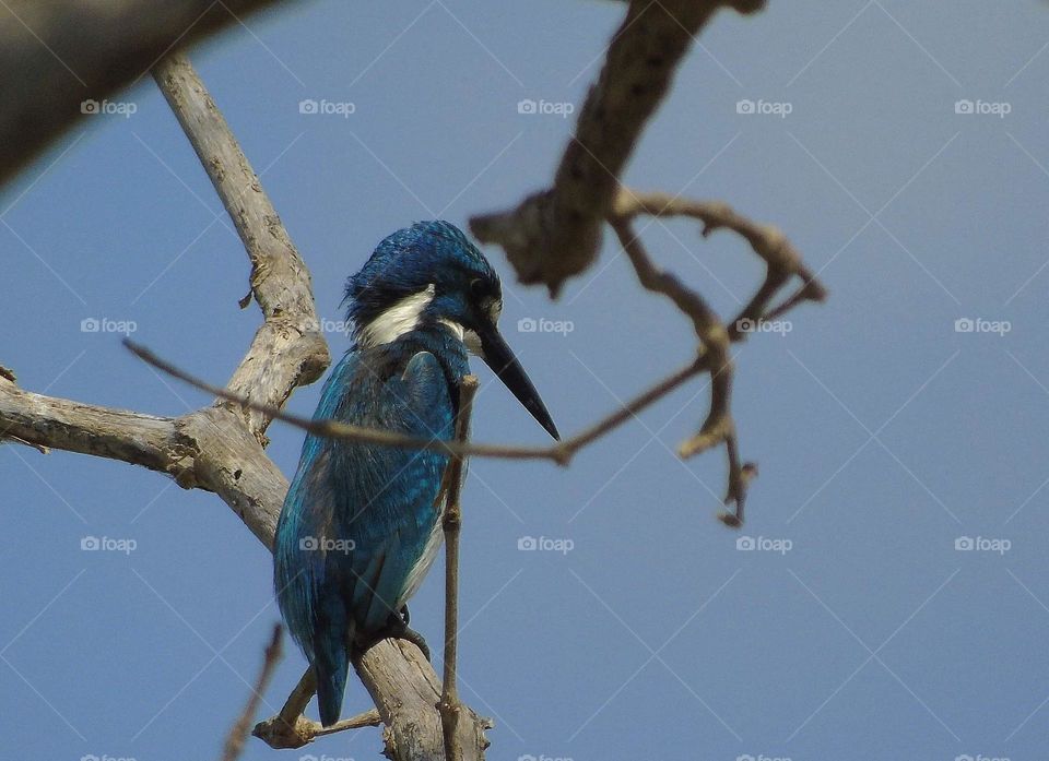 Small Blue Kingfisher. Framing well for the dryng branch of estuarya. The little one kingfisher at the habitat. Soliter, and keep distance with other bird of kingfisher.