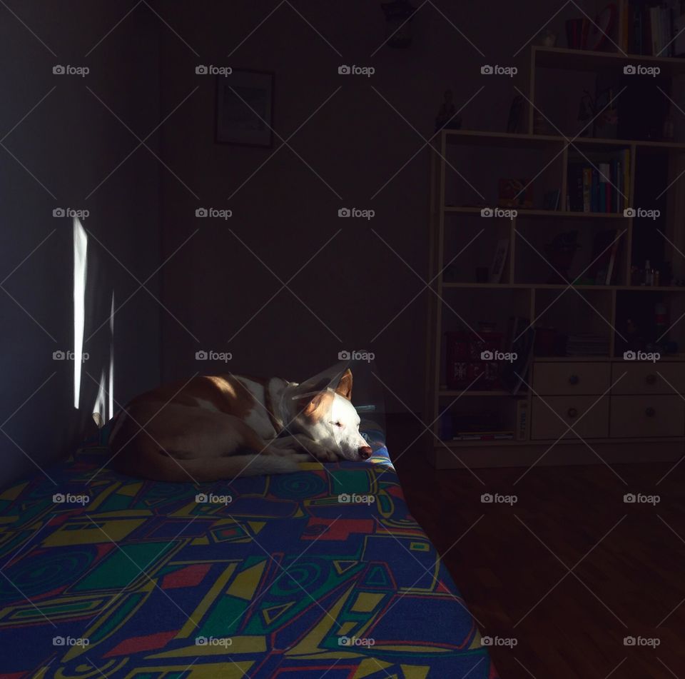 Cute dog sleeping on the couch. 