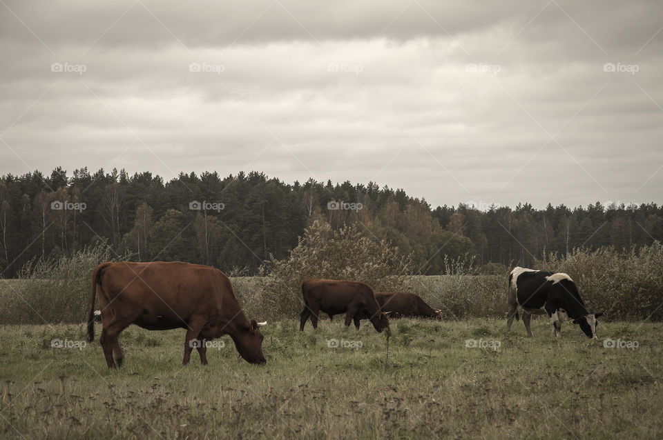 Cows on pasture in late october