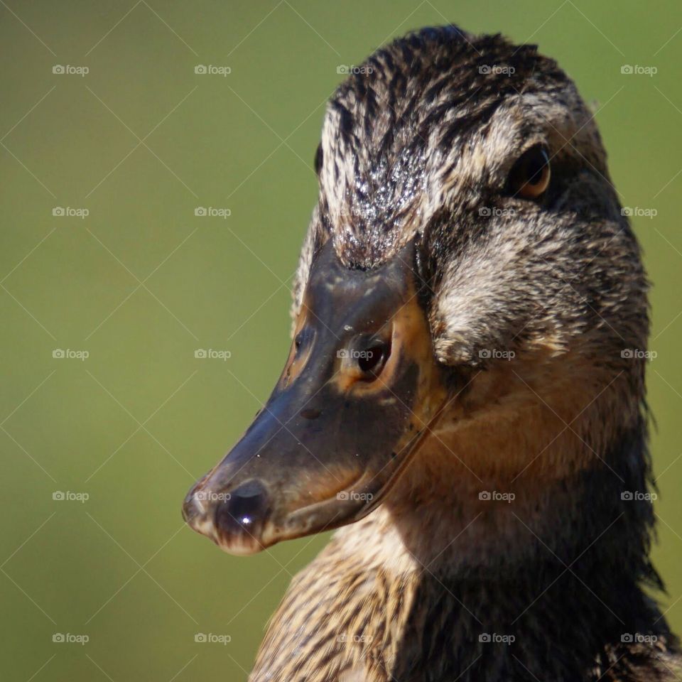 Duck face 