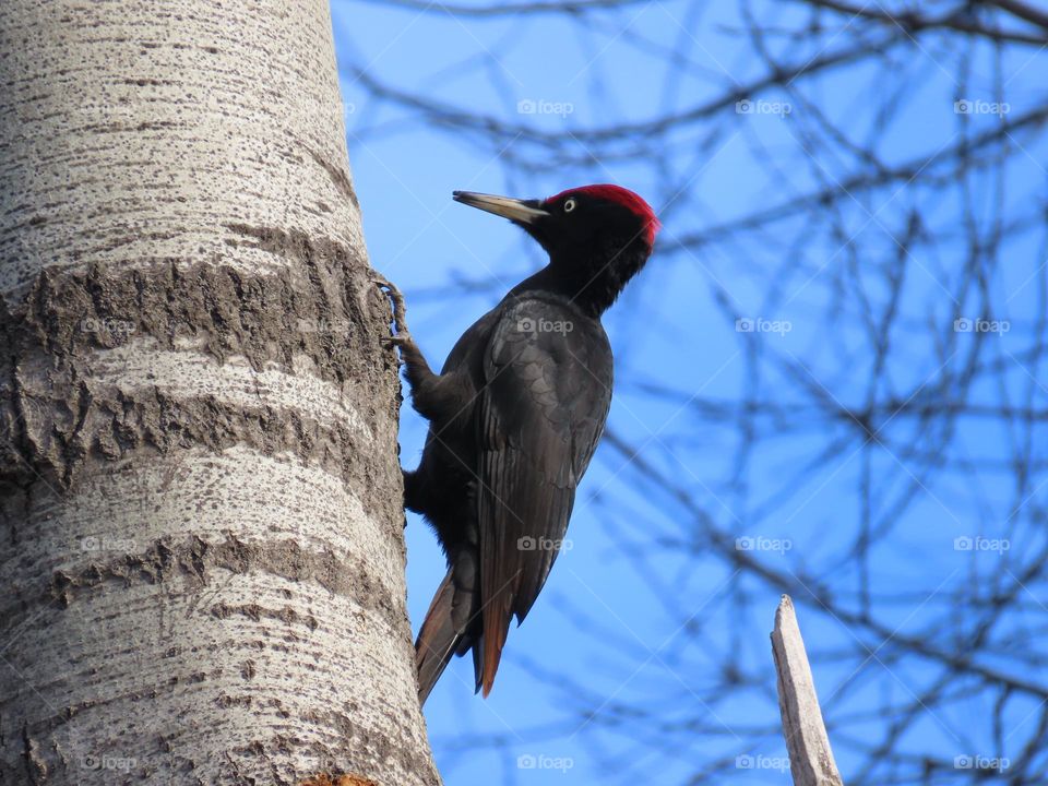 Black woodpecker on a tree