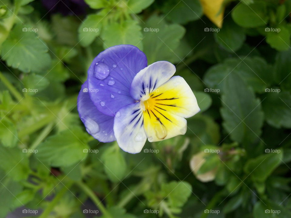 Pansy Waterdrops