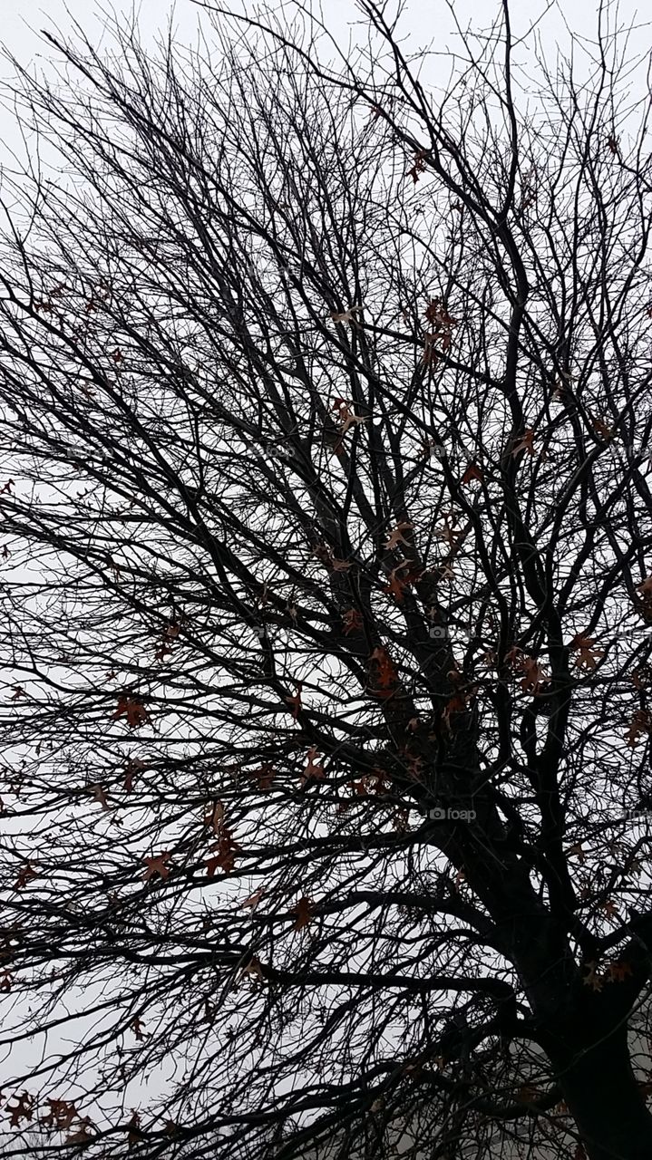 Tree of Beauty