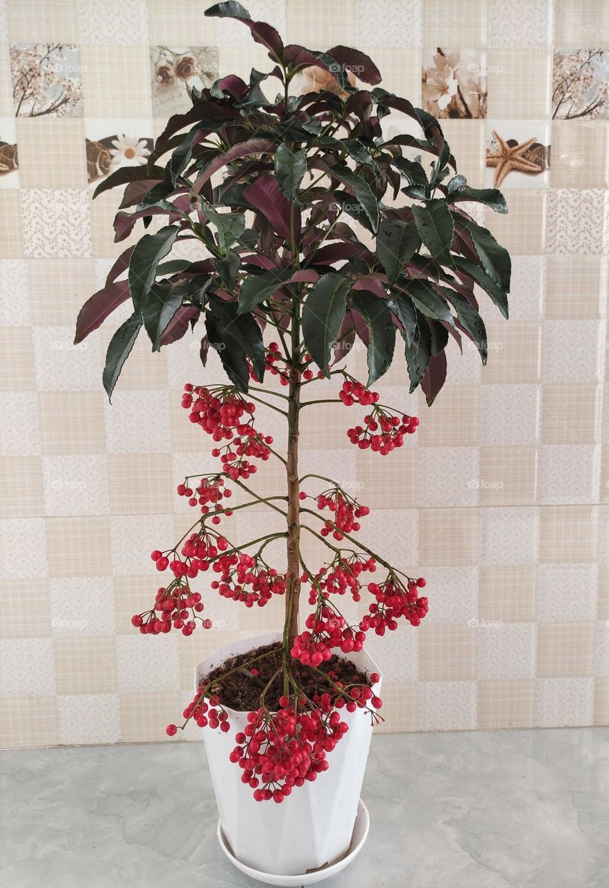 Ardisia crenata - Feng Shui Plant That Help Attract Good Fortune