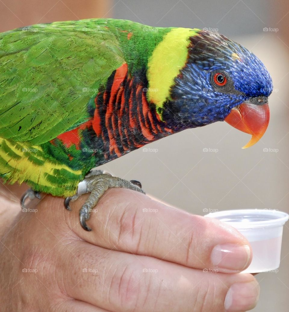 Multicolored bird on a man’s hand and drinking from small cup