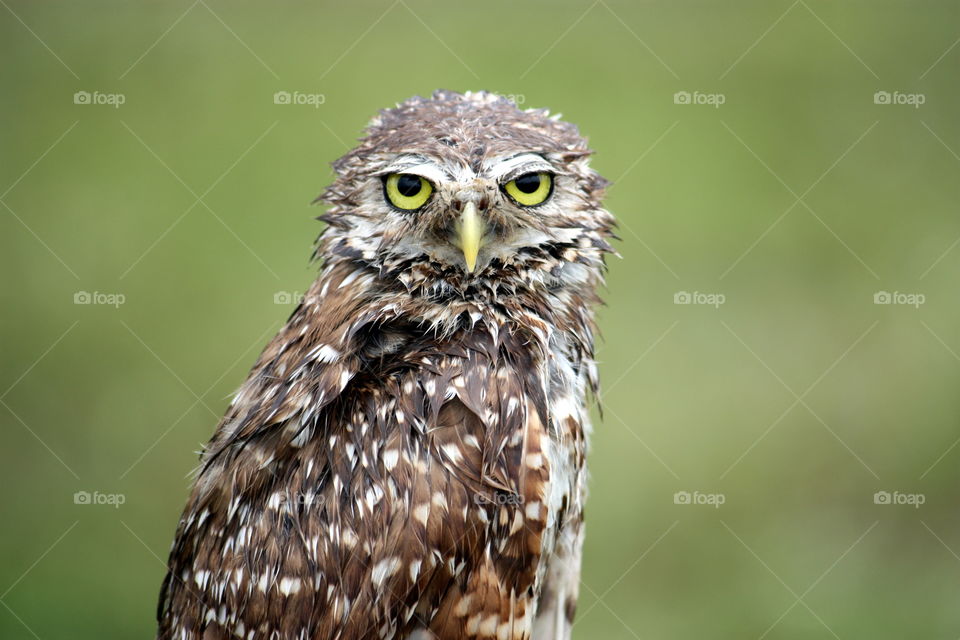 Portrait of a wet owl