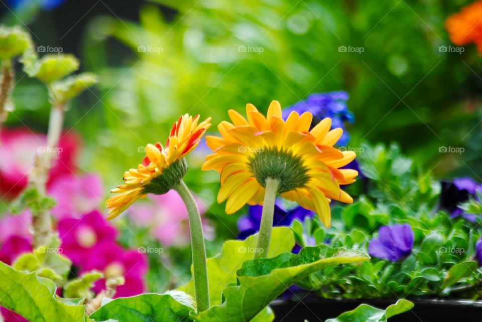 Blossoms With an Underside of Bright Yellow