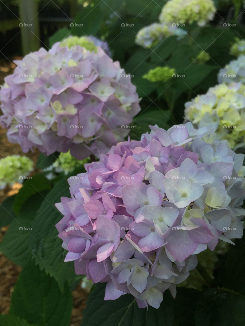 Hydrangea in bloom