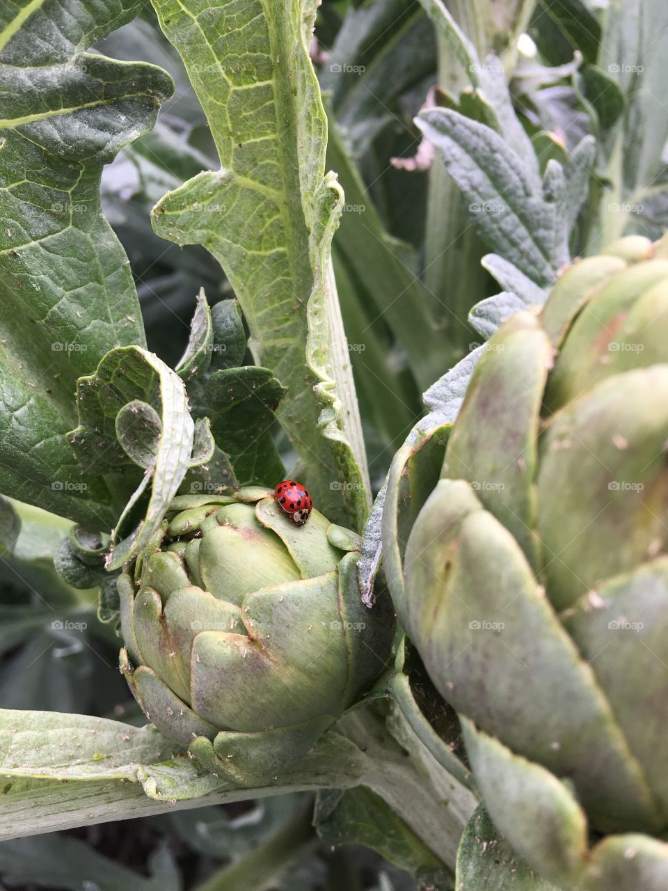 Ladybird on artichoke plant 