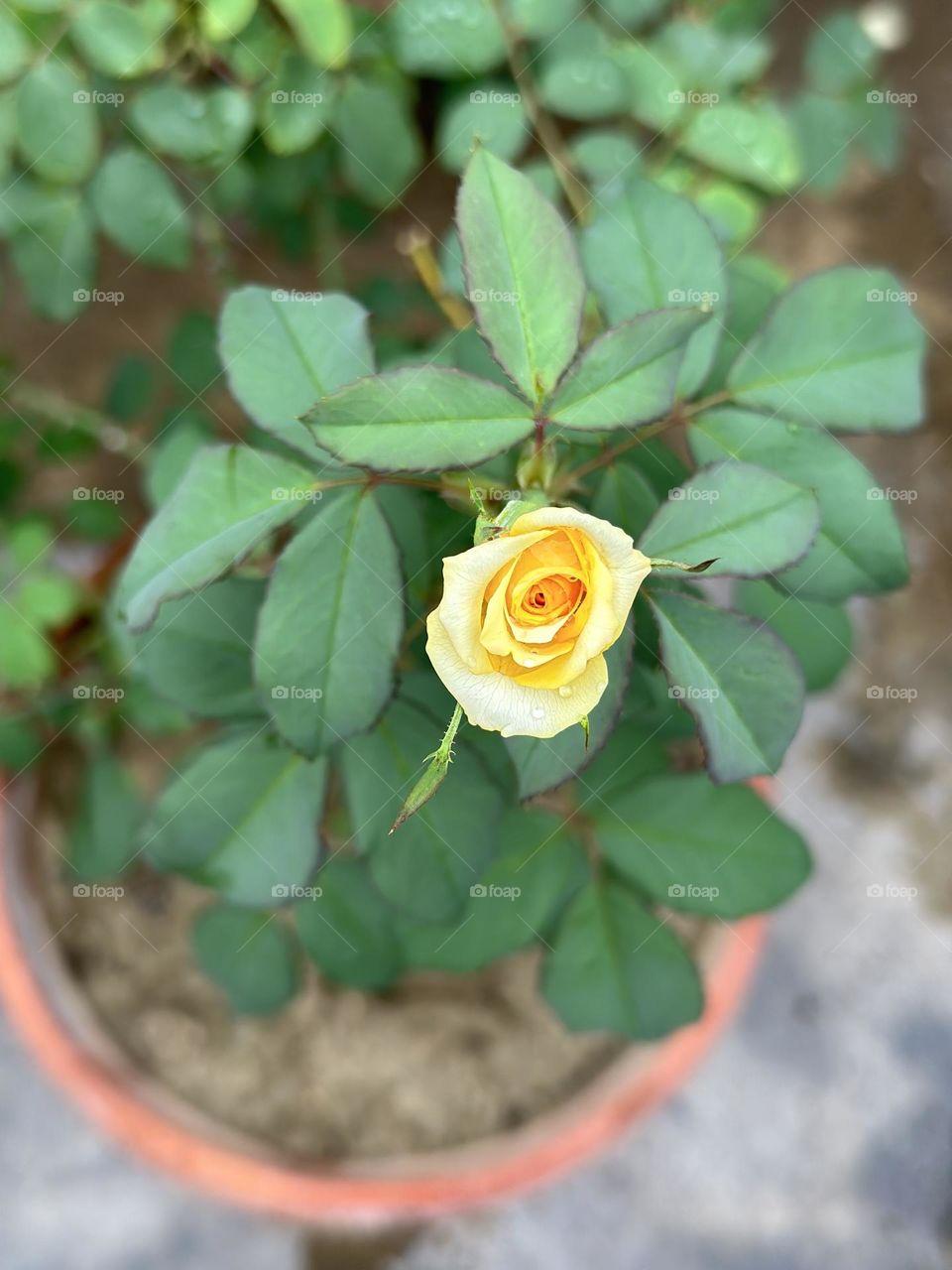 Yellow rose plant