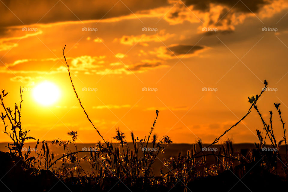 Plant turned up and sunset