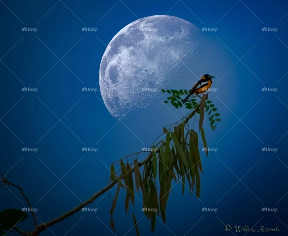 Bird photography, from the mountains of the western side of Puerto Rico🇵🇷