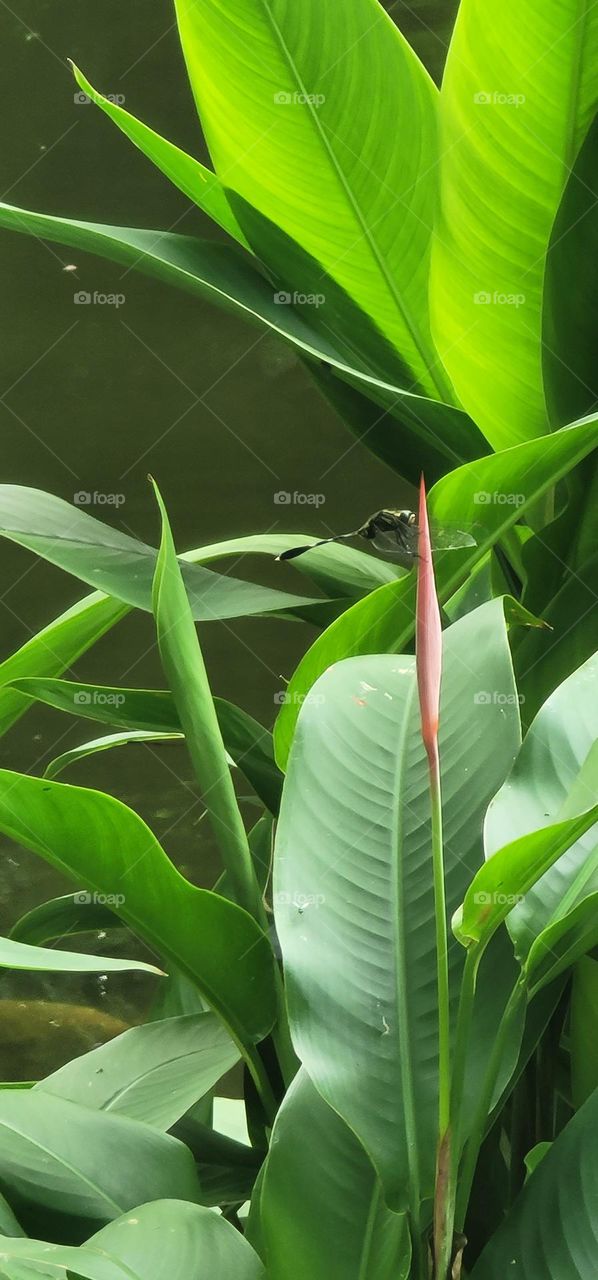 dragonfly and Strelitzia reginae