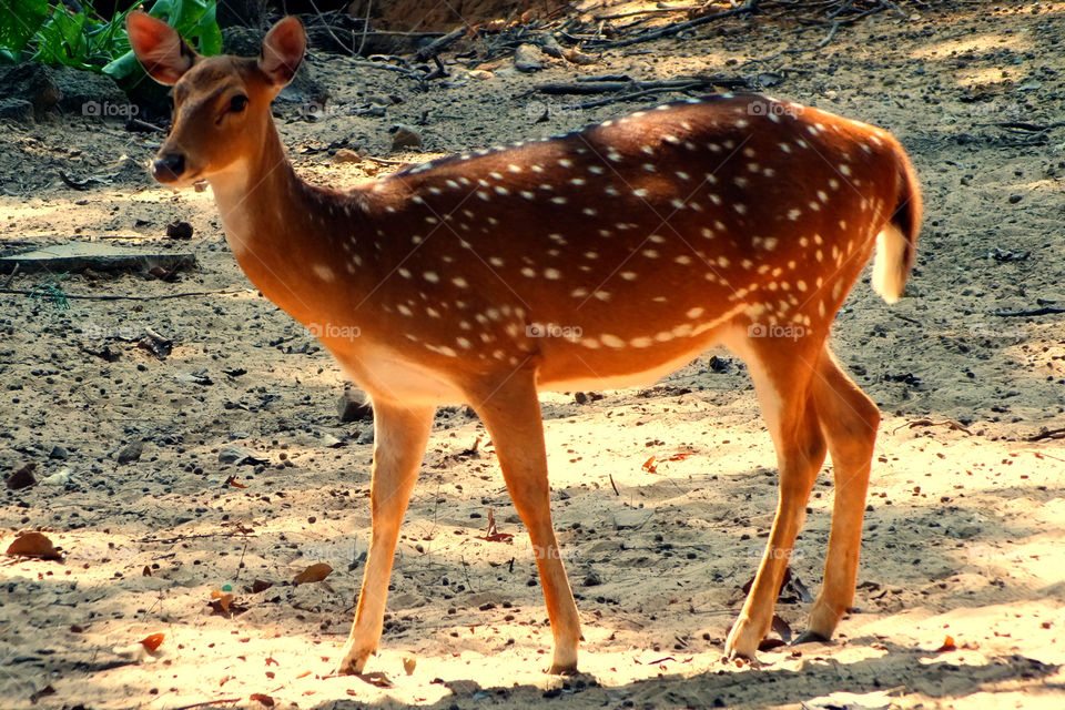 spotted deer shown beautiful
