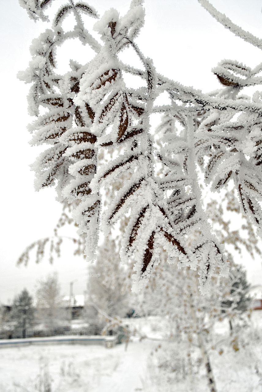 Plants covered with frost