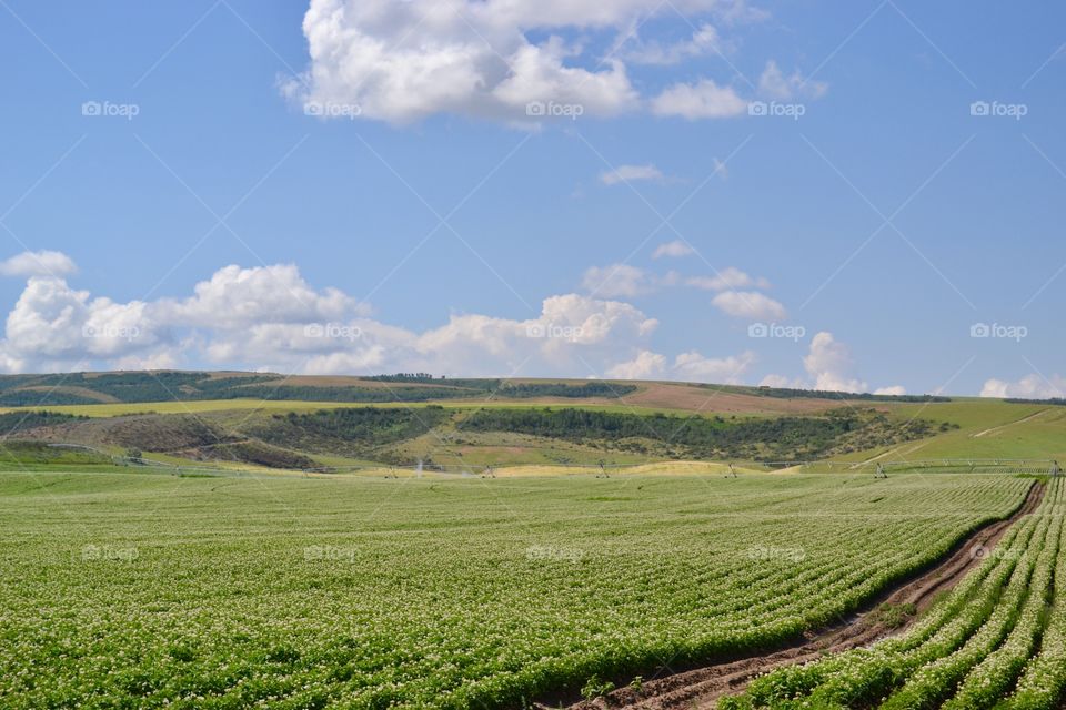 Idaho Potato Fields