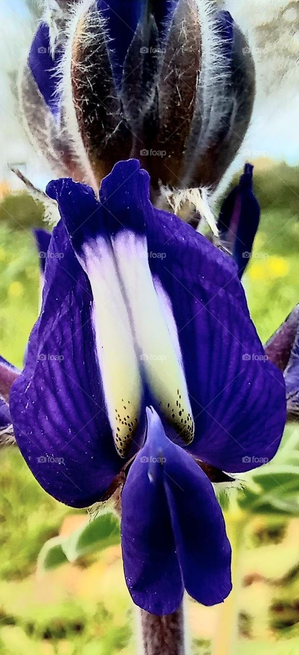 Lupinus species