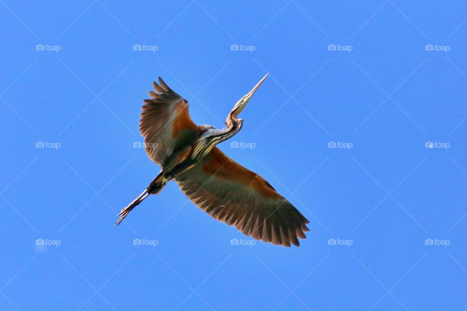 Purple heron against blue sky