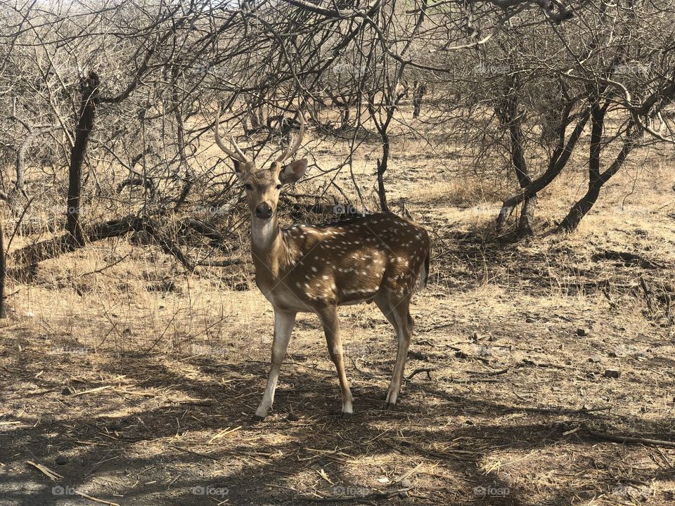 Deer at Tulsishyam Forest
