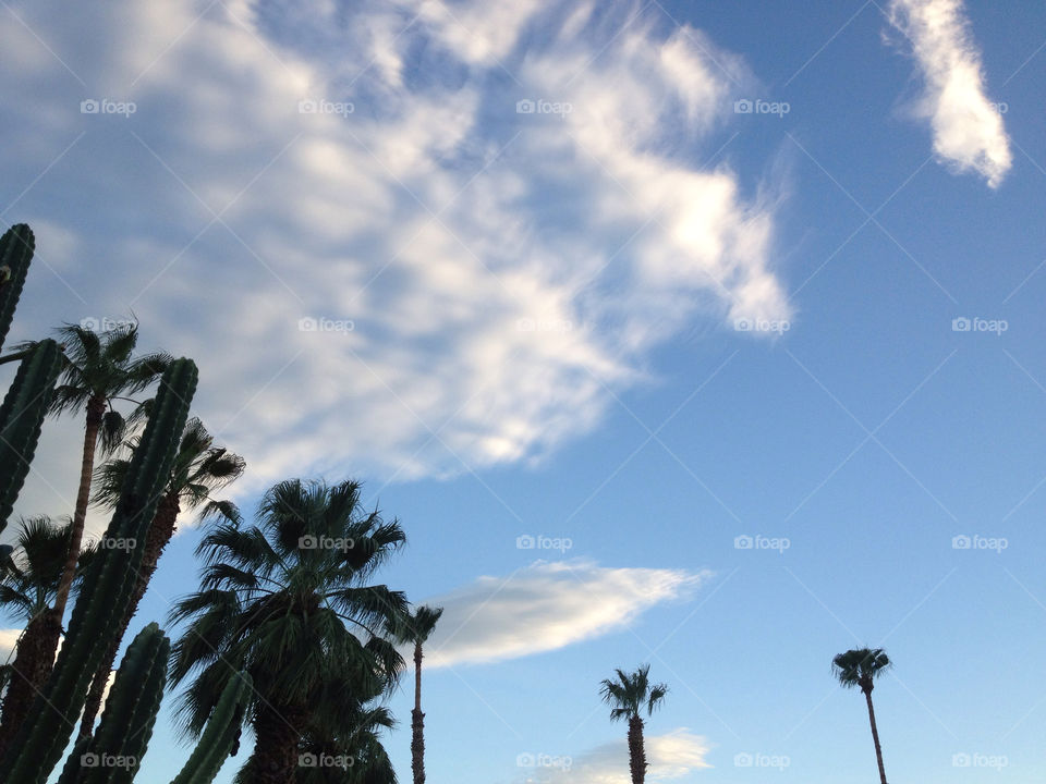 sky blue palm clouds by davidi92260