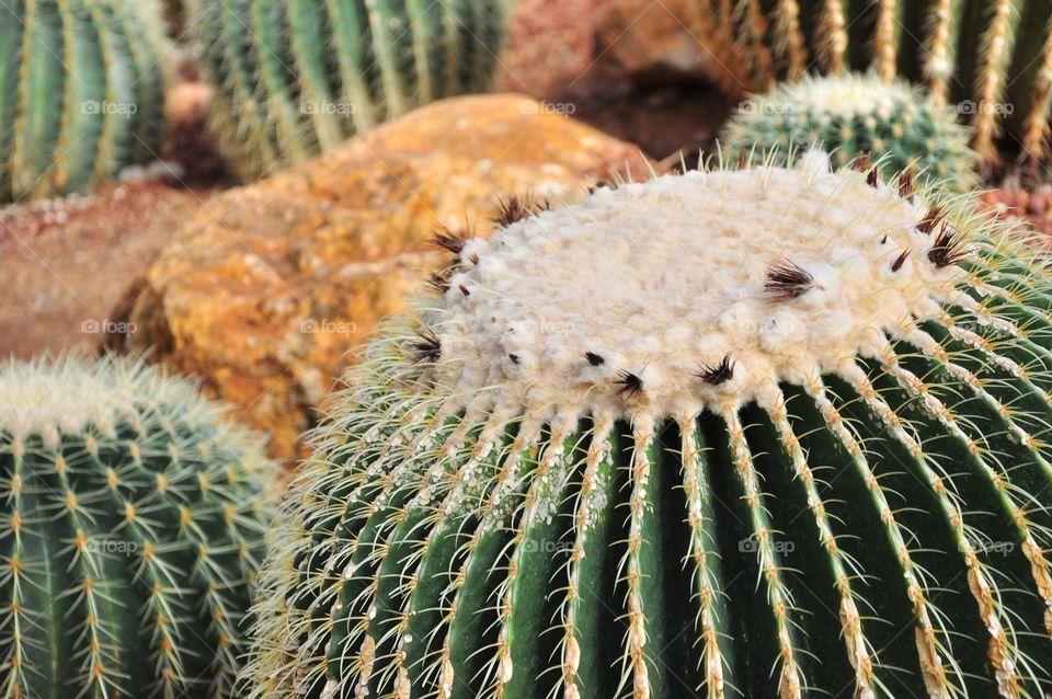 Cactus, Sharp, Spine, Succulent, Desert