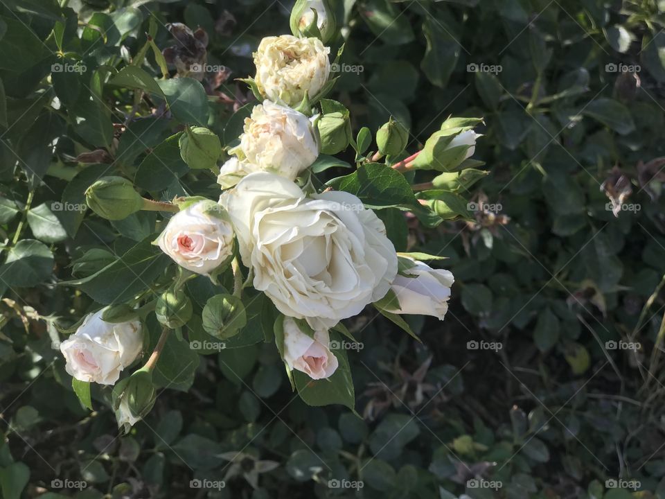 White flowers in bloom