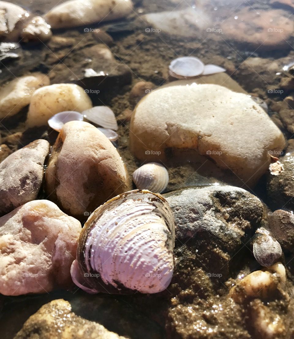 Rocks & Shells