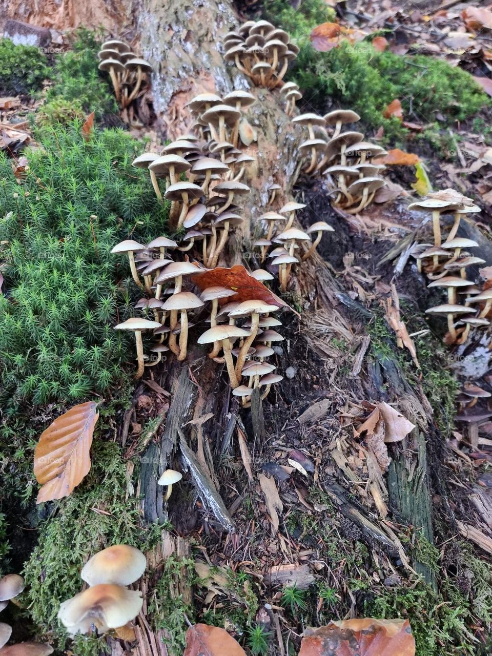 many mushrooms at stomp
