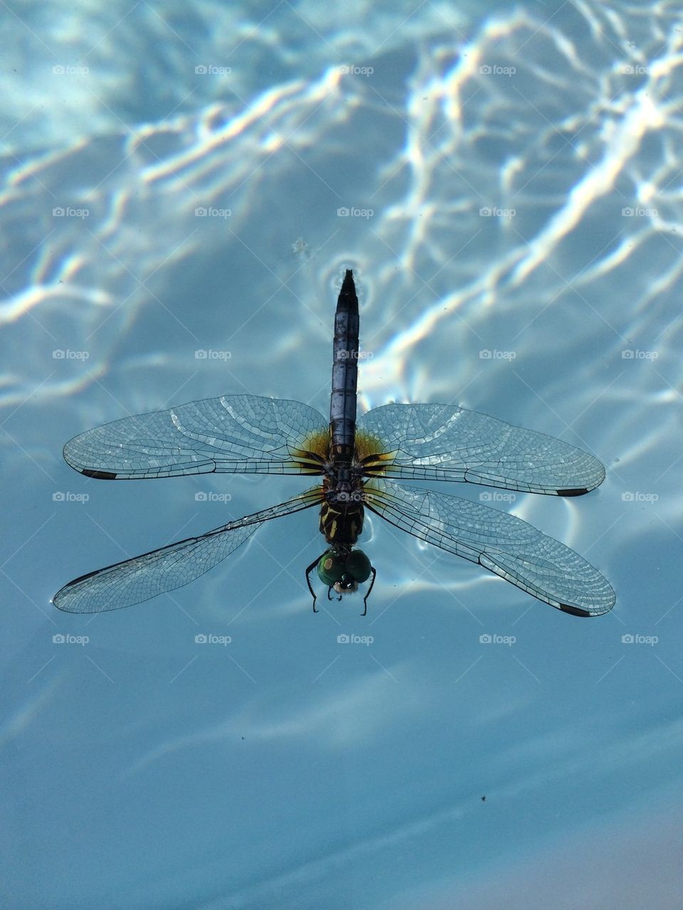 Dragonfly over the idyllic lake