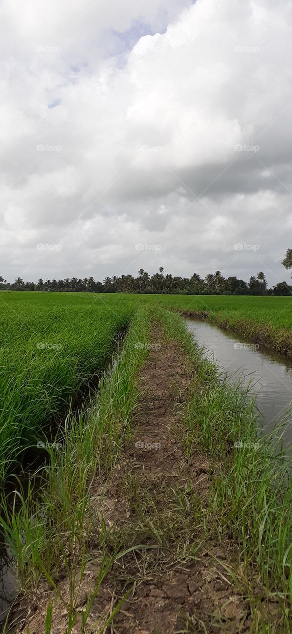 Rice field in Kerala