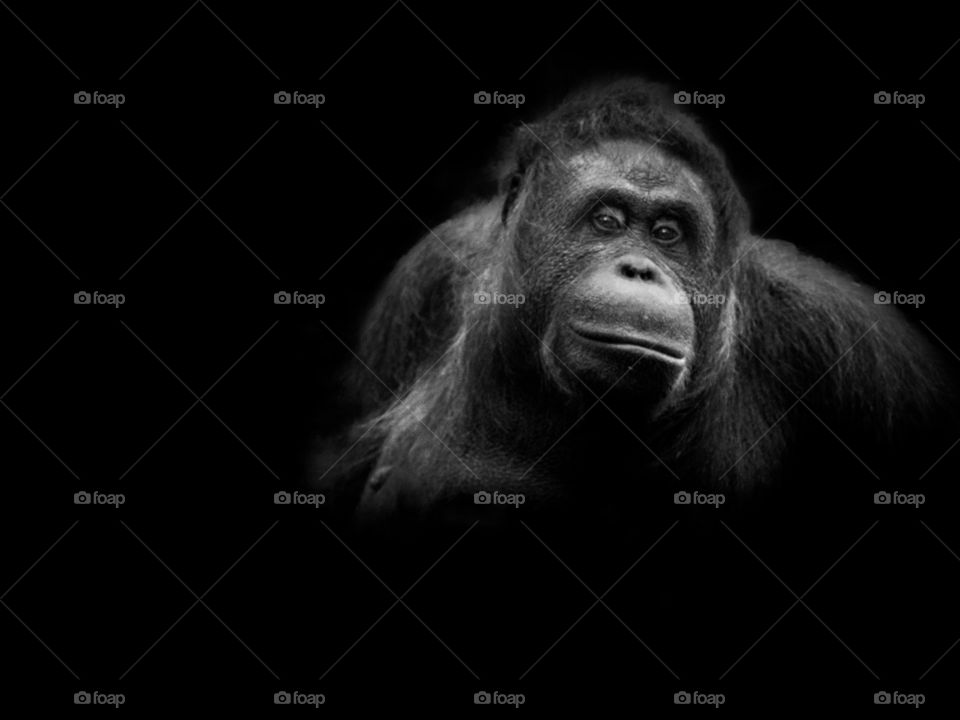Wrinklehead male orangutan 
