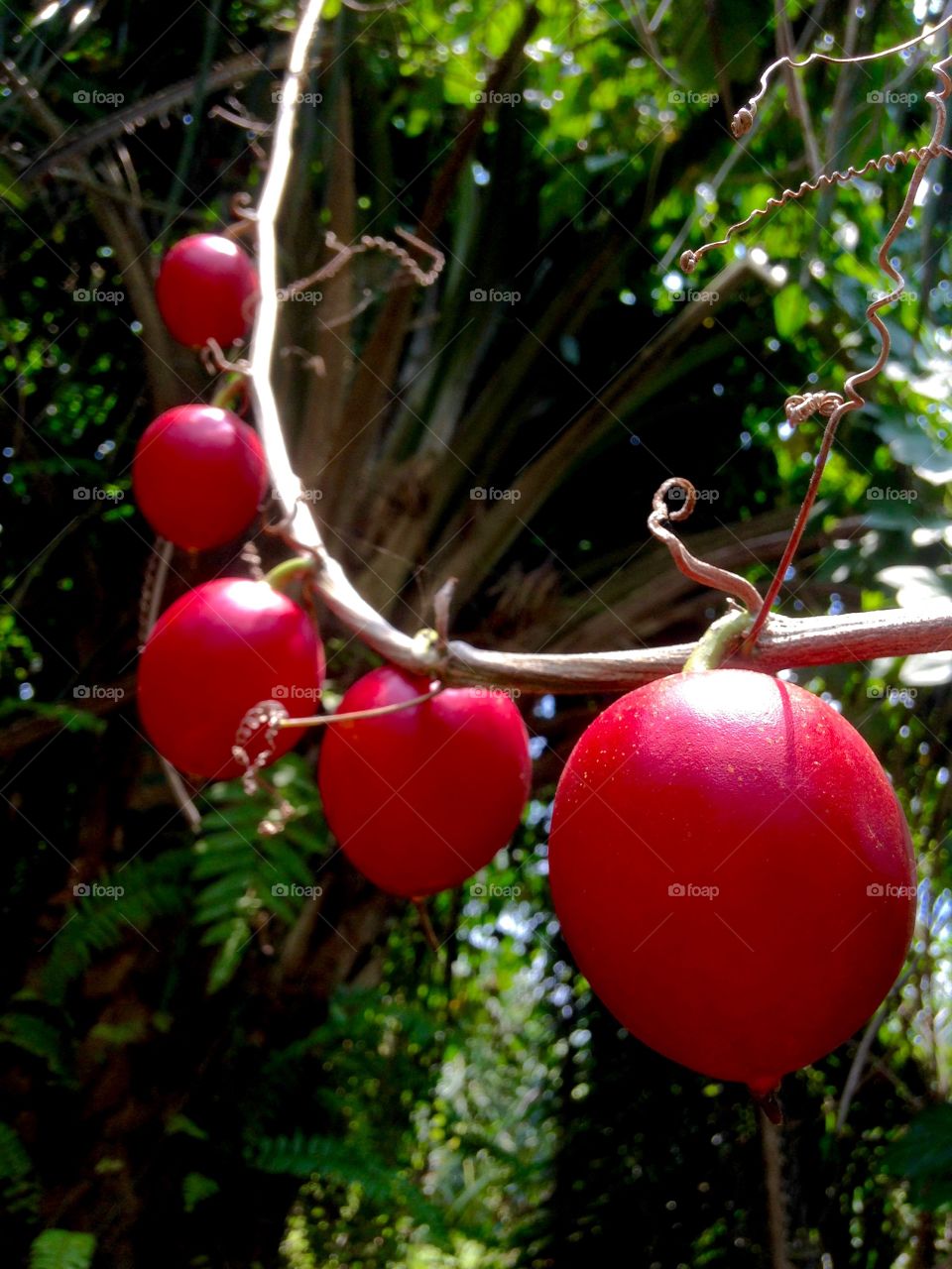 red forest fruit