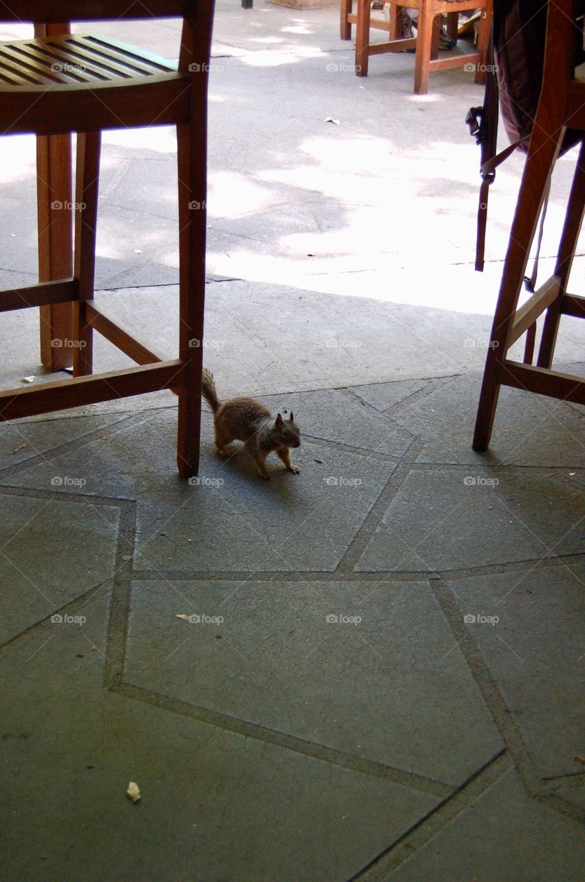 Squirrel In The Restaurant 