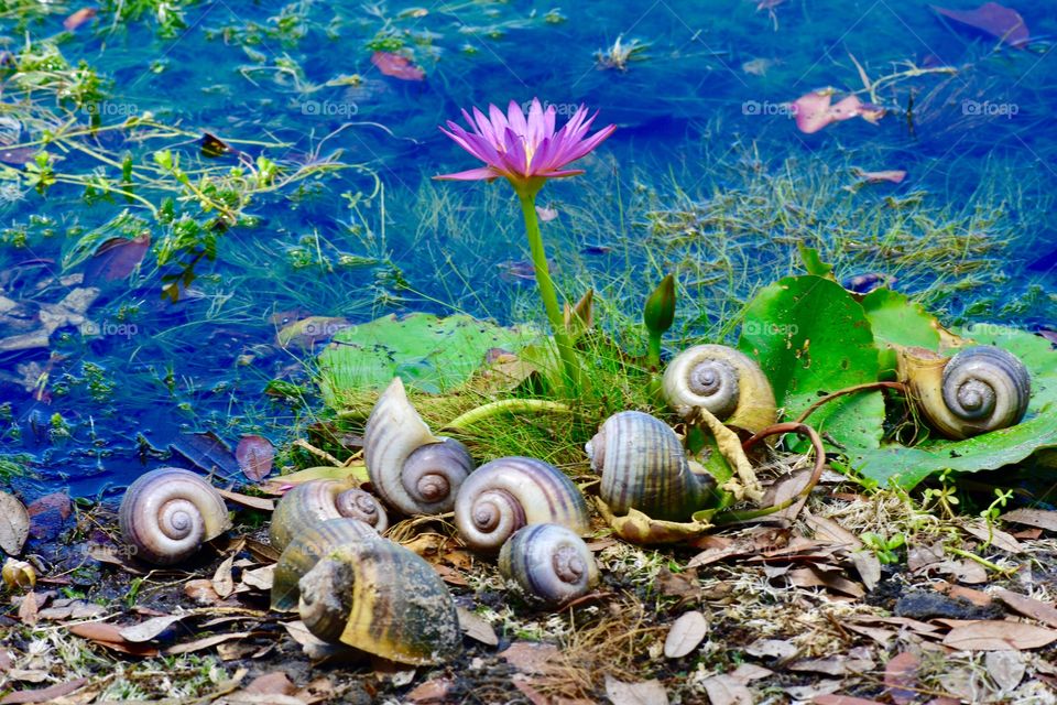 Lilly bog and snails