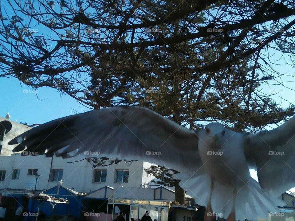 Beautiful flying of a seagull