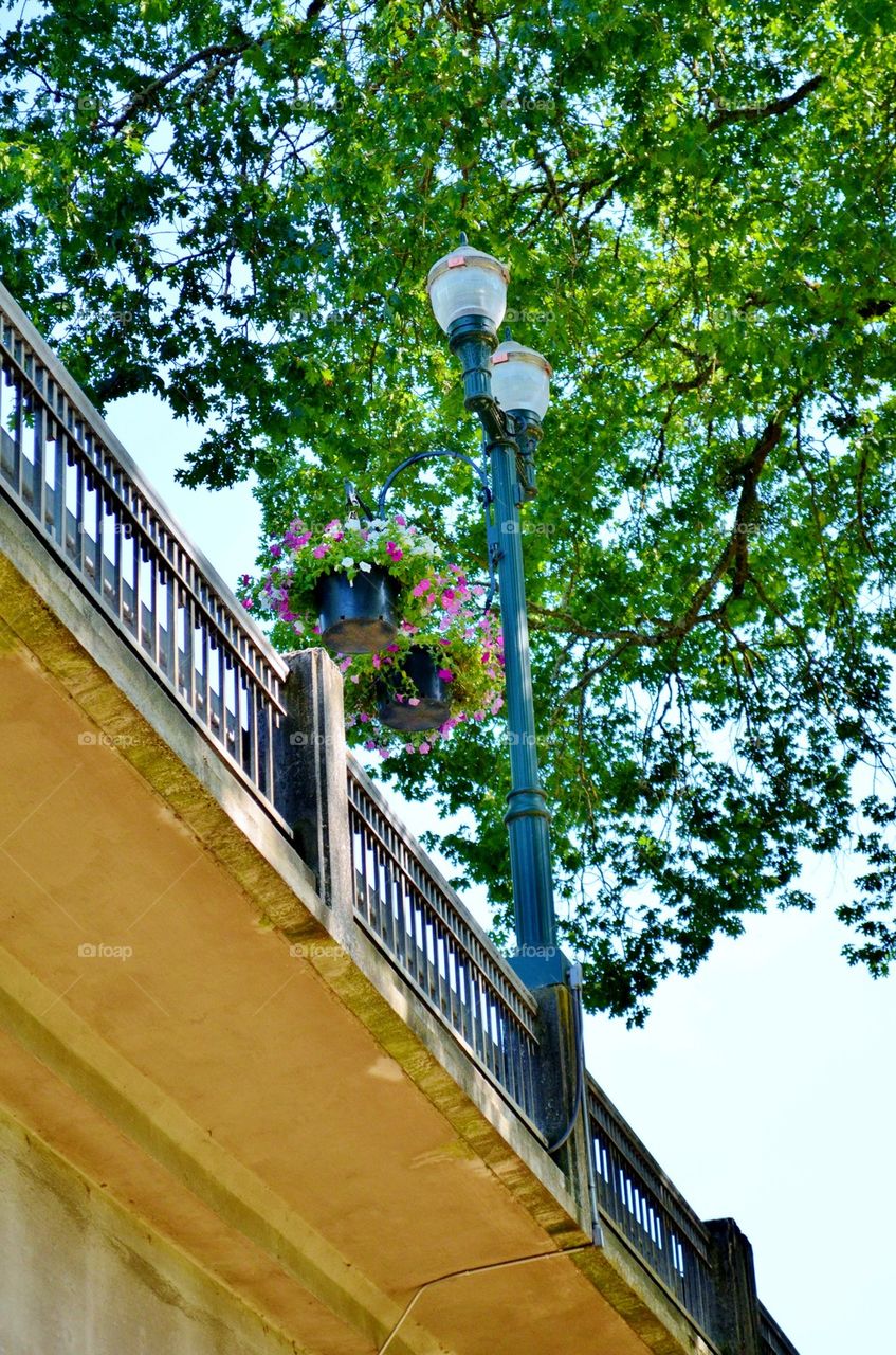 Flowers on the Bridge