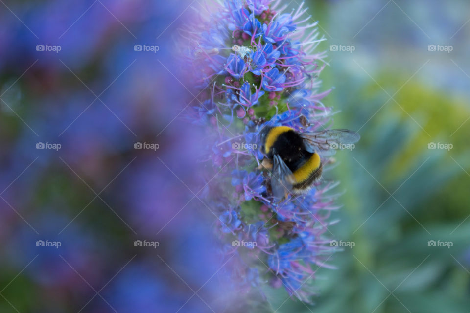 Bee on the flower